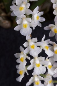Capanemin superflua Diamond Orchids AM/AOS 84 pts. Flower